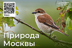В Москве проводится фестиваль «Природа Москвы»